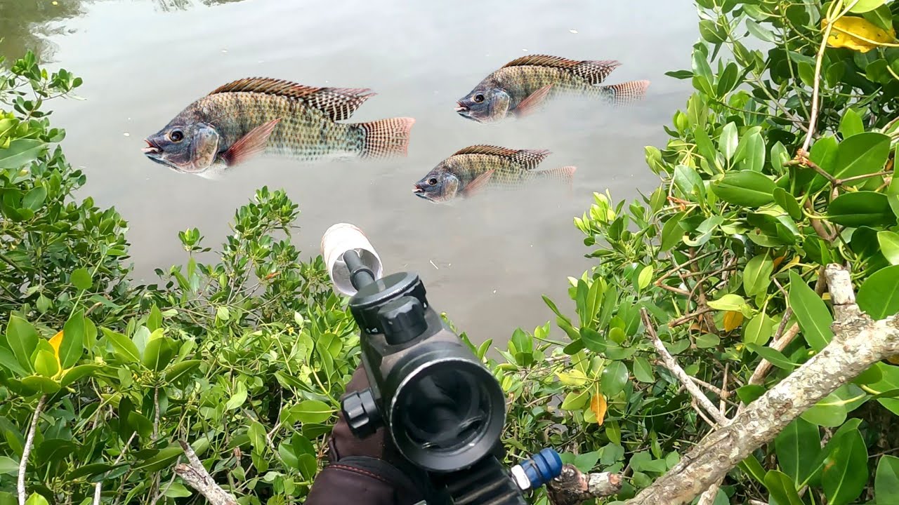 Di sini tempat ikan babon PASER IKAN SEPOT MUARA LUMAJANG