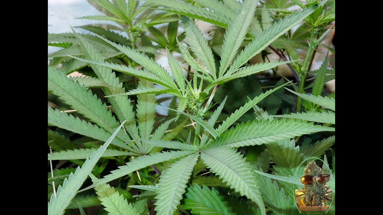 BLACK BANANA COOKIES AND MAC 1 SEA OF GREEN DAY 14 USING DLI
