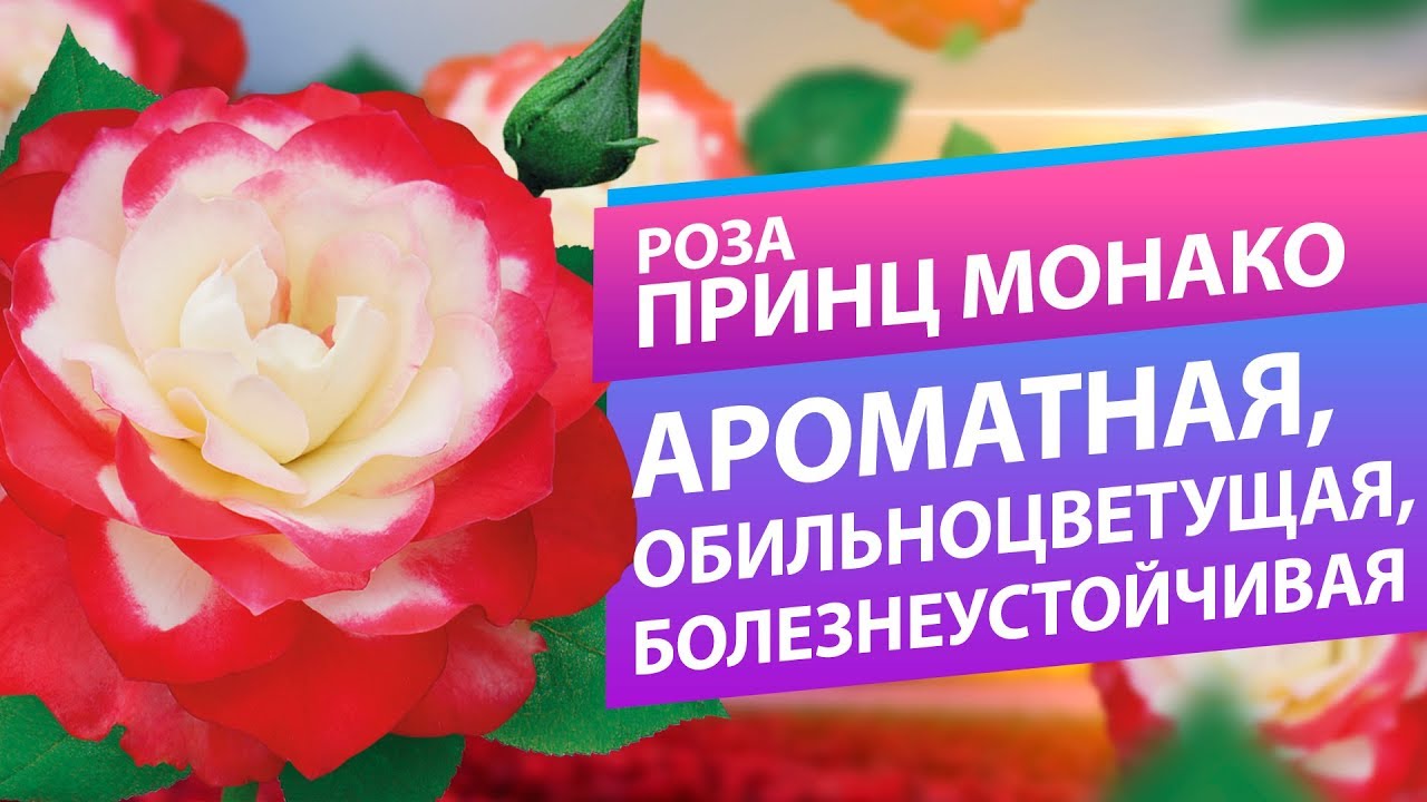 Роза Принц Монако. Болезнеустойчивость, аромат и обильное цветение