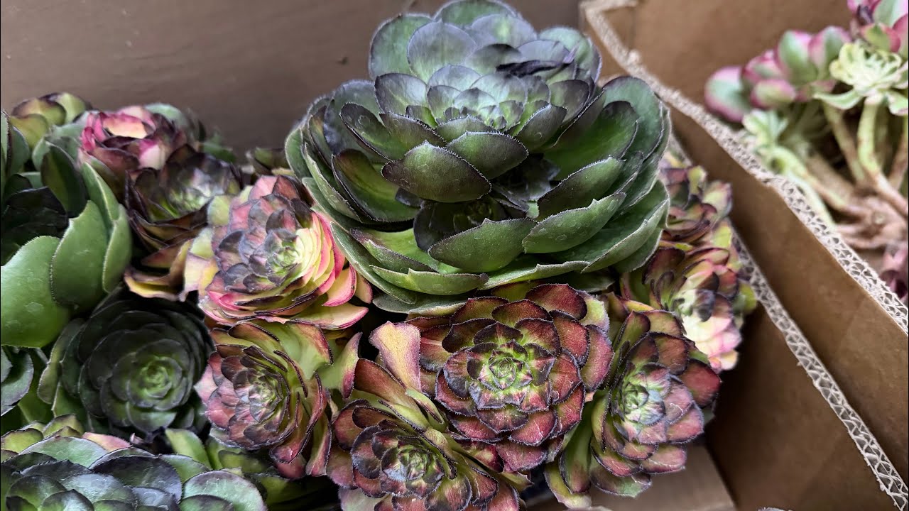 2/9/26 NEW plants came. Shipping US  call me 4088163228