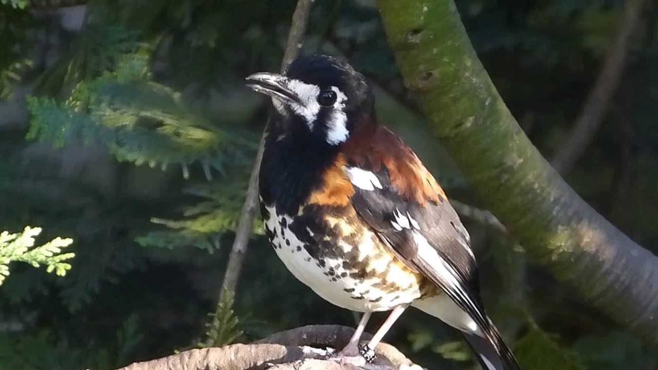 chestnut backed thrush (zoothera dohertyi)