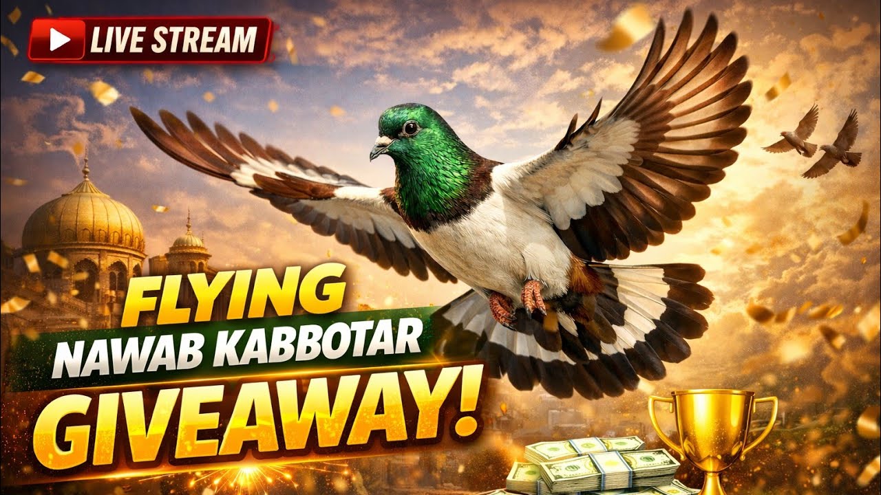 Flying nawab 🕊️Live stream kabbotar Giveaway #pigeon #kabootar #kabutar 