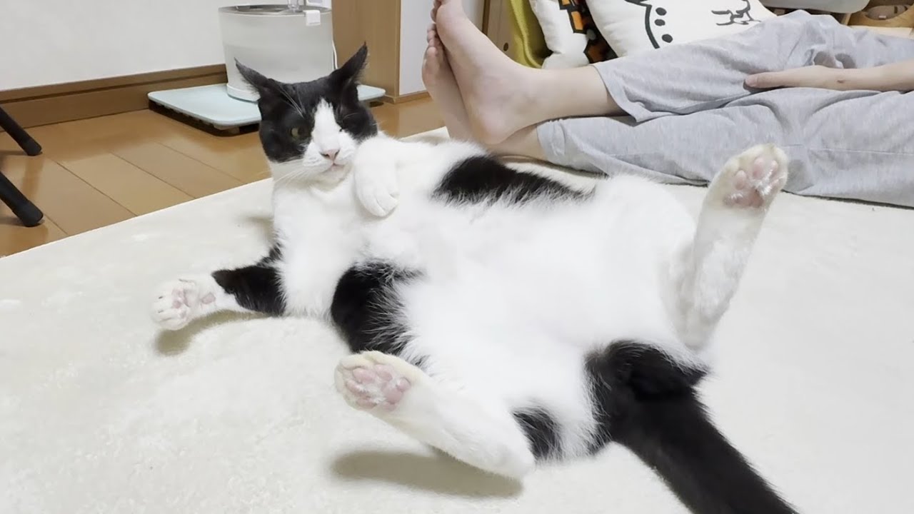お母さんが見かけたひまわりのお母さんに起こされてばっかりの一日