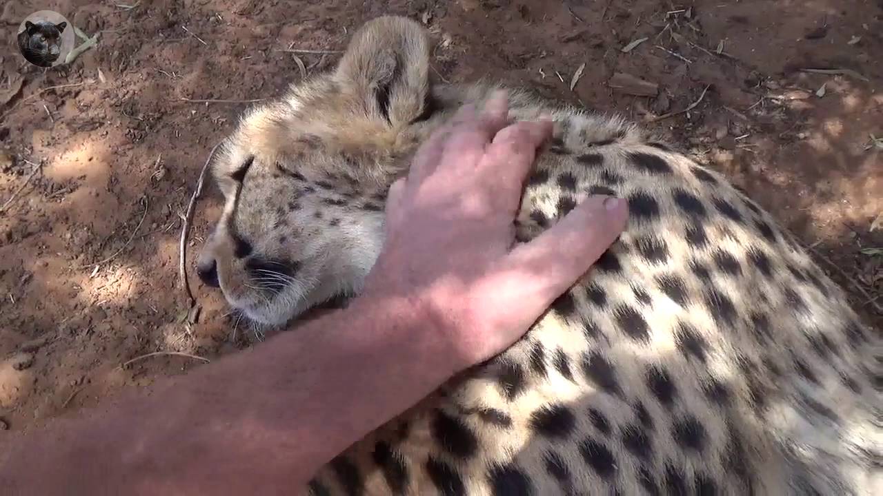 young cheetah purring