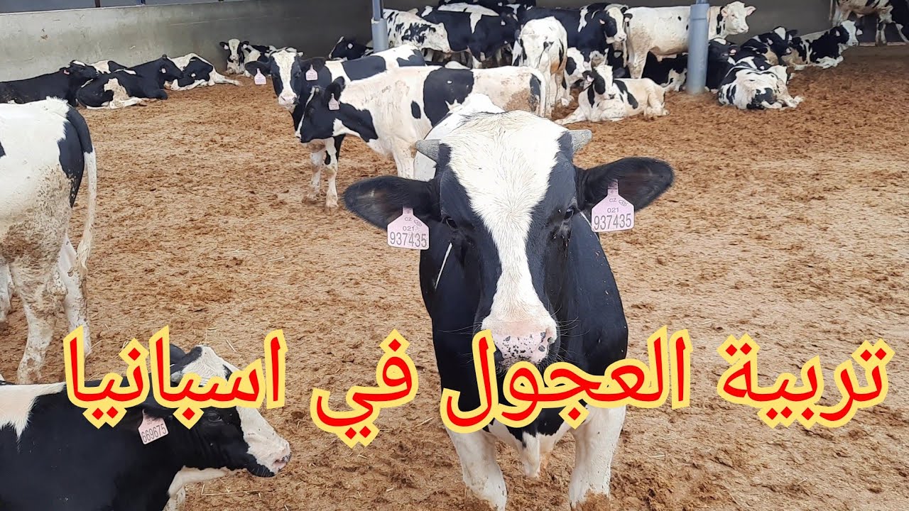 ادخل تشوف كيفاش تربية العجول في اسبانيا