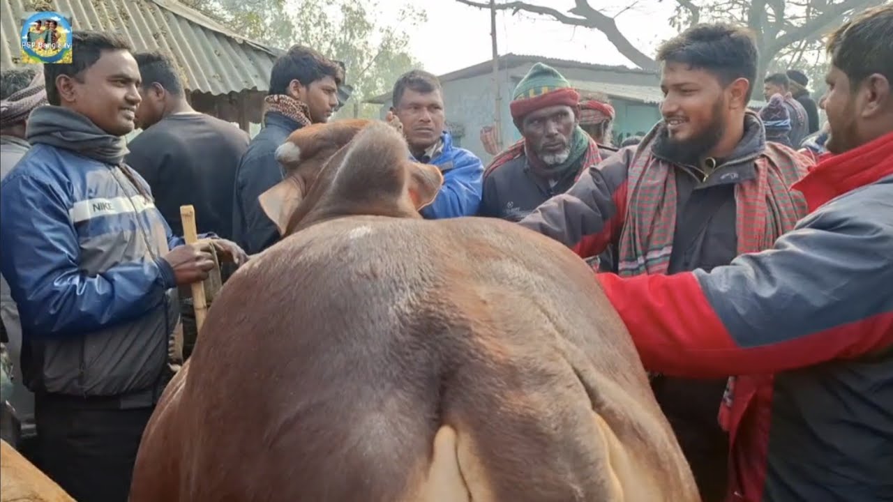 @ 28 January 2026|| চট্টগ্রামের খামারীর কিনে নেওয়া খামার উপযোগী ষাঁড় গরু আমবাড়ী হাটে||