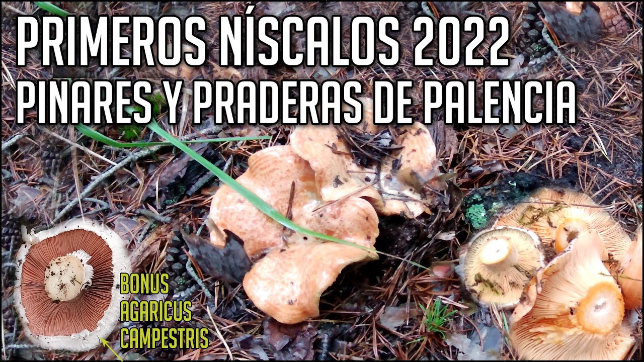 Primeros N&iacute;scalos de 2022 entre pinares y praderas de Palencia | Bonus Champi&ntilde;ones