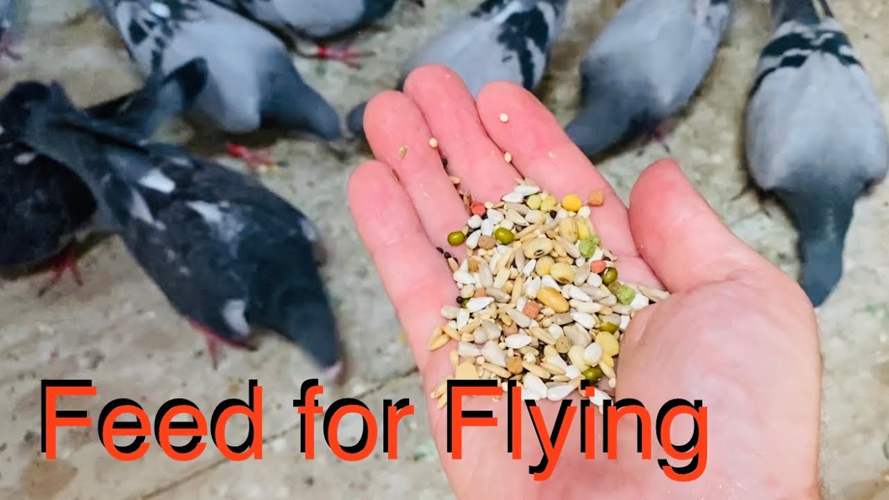 Racing pigeons | feeding for training | trap training | shipping. All in a day's work!