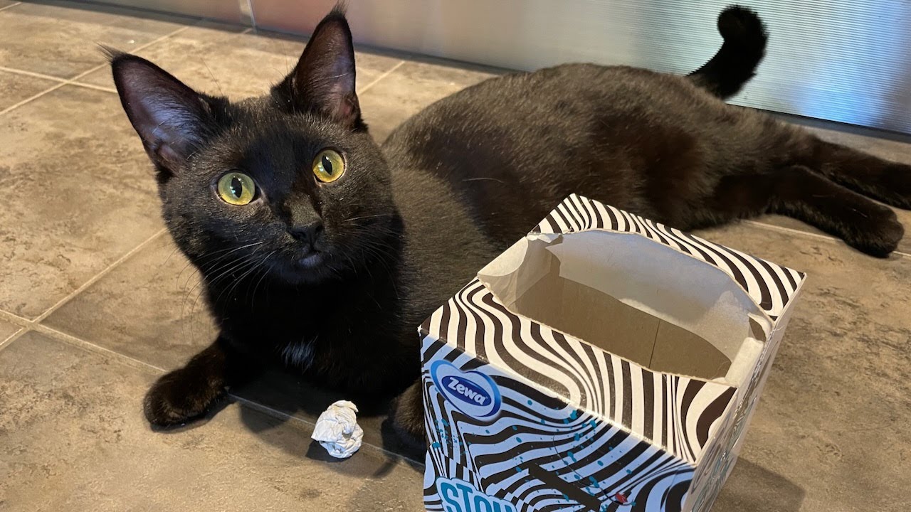 Super clever cat Mia puts a paper ball in an empty tissue box