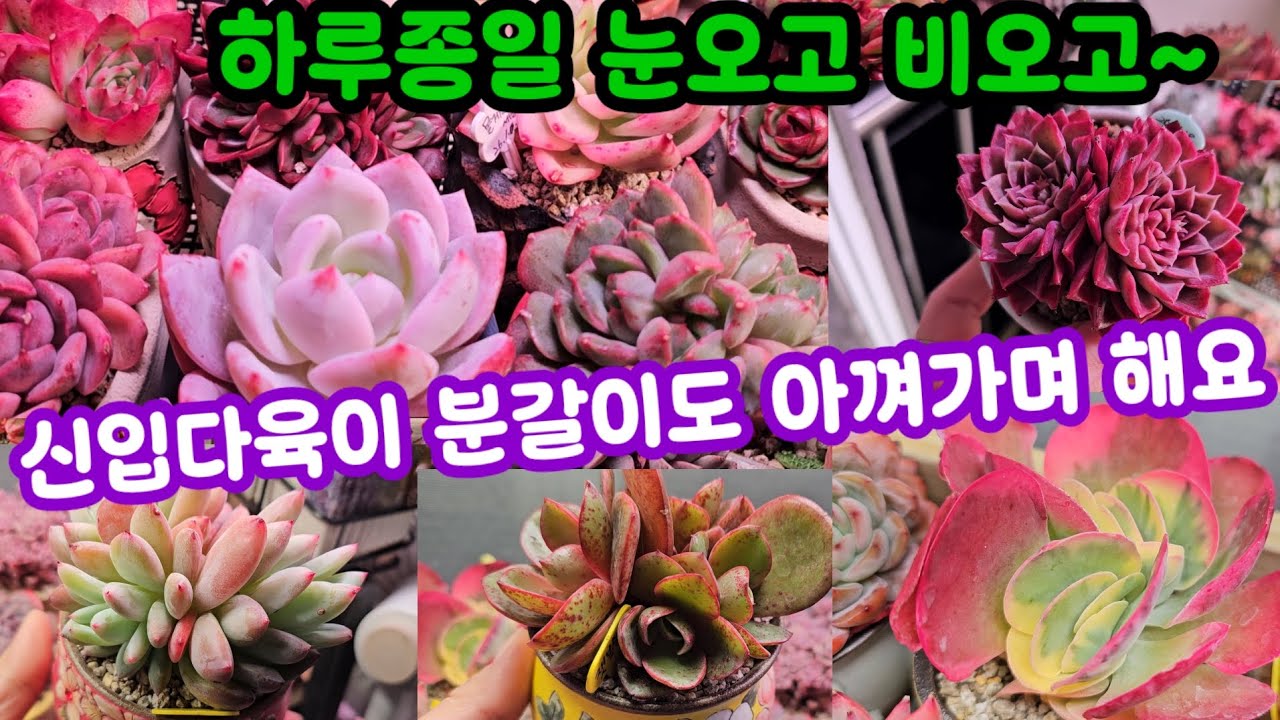 다육이랑 놀면 시간이 금방금방 이제 노숙 만 남맜는데~🌸힐링 하시고 쉬어가세요~❤️