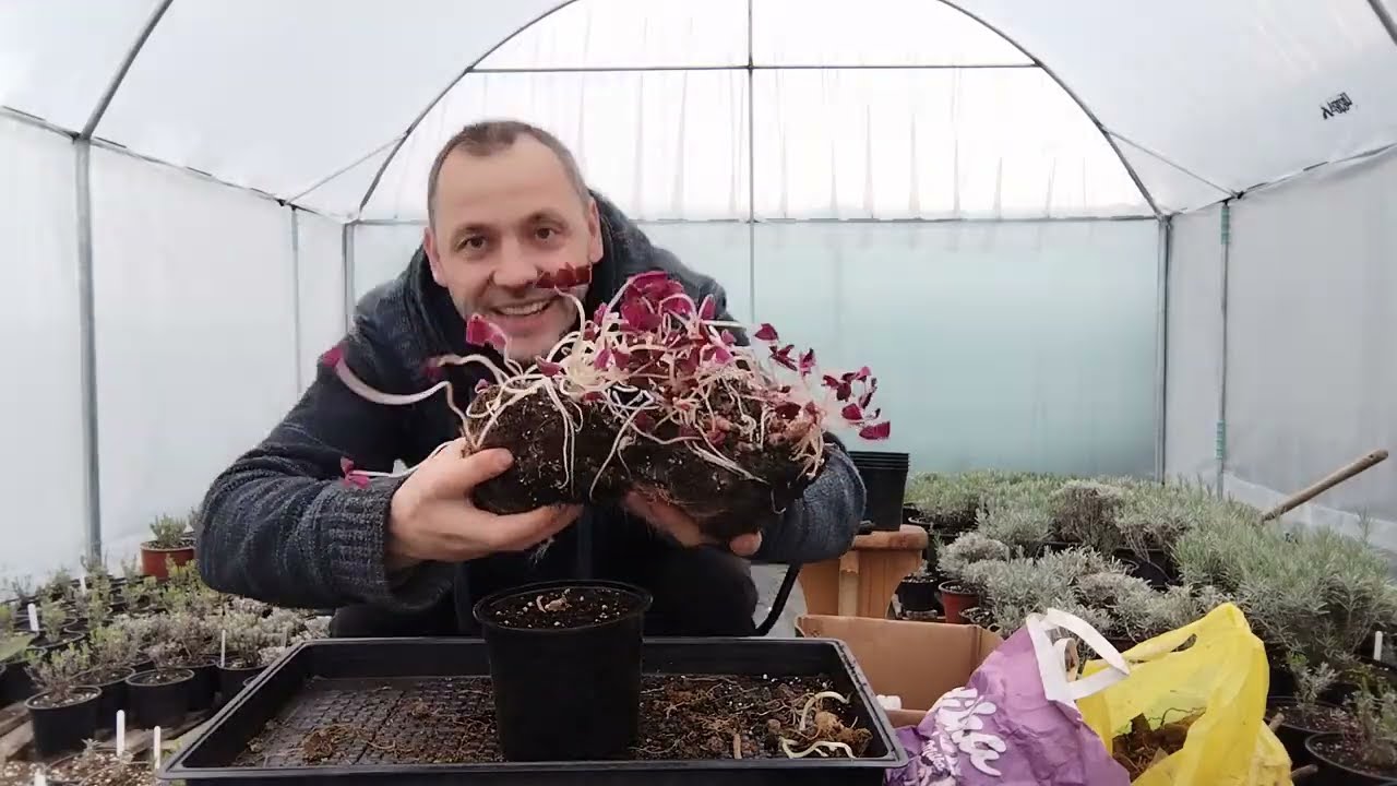 Plantarea Bulbilor de Dalie (Planting Dahlia Bulbs)