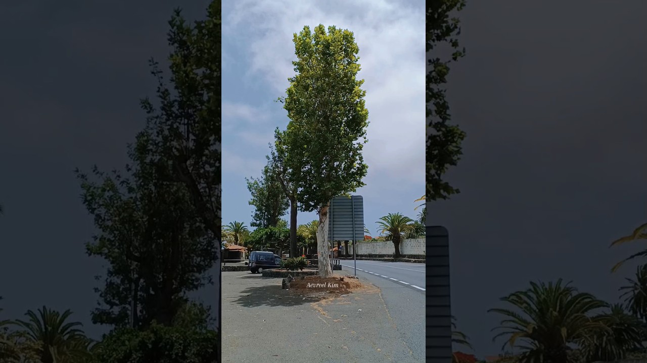 Platanus × acerifolia | Then and Now | Life is like a tree | London Planetree | Platanus × hispanica