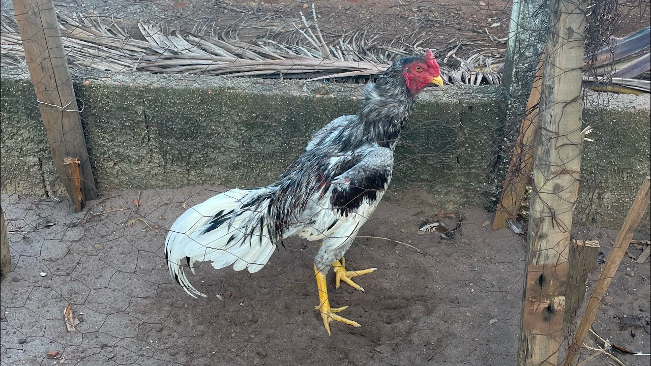 Meu galo índio combatente