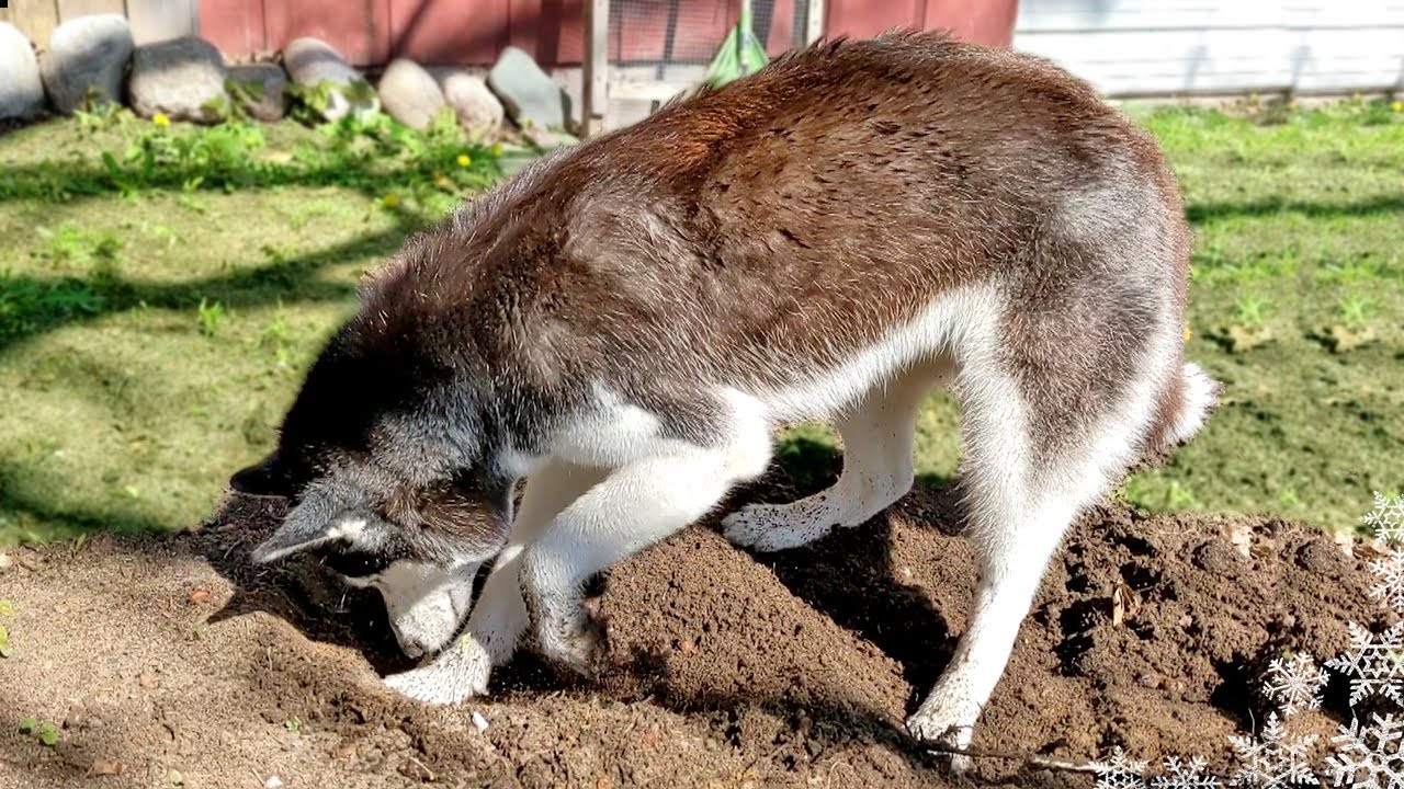 Husky Puppy Can Still DIG!  She Learned from the Best!
