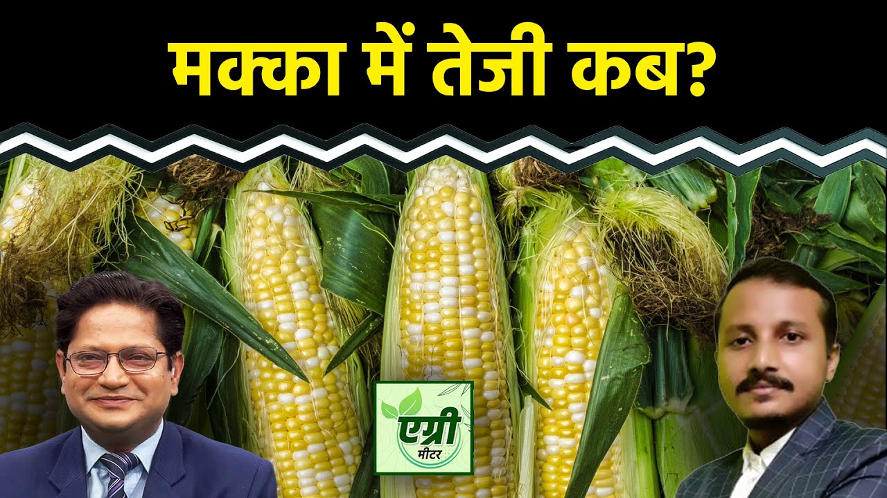 Commodity Market : मक्का में खरीदारी का मौका या अभी रुक जाएं? Trading | Agri Commodity