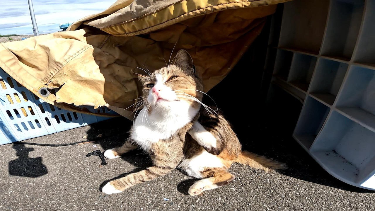【田代島】【猫島】広い漁港でのんびりする野良猫