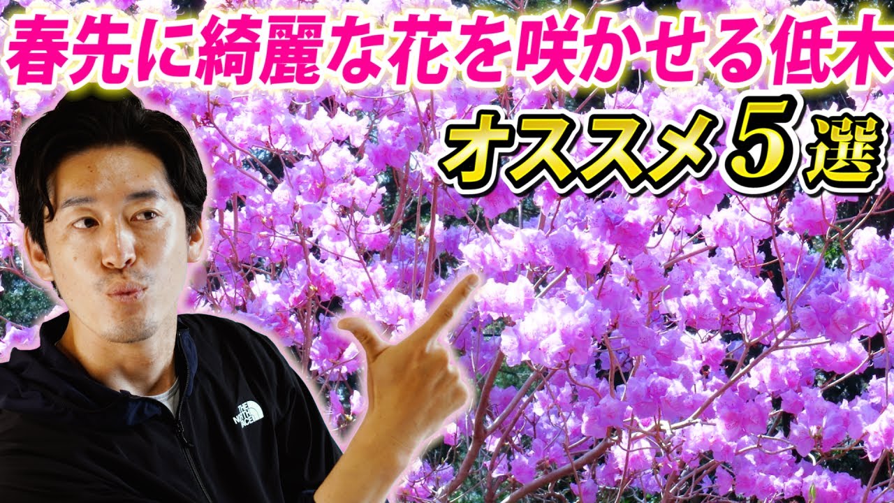 【春先に花だけを楽しめる低木】葉が芽吹く前に花だけを咲かせる木の魅力をご紹介します。