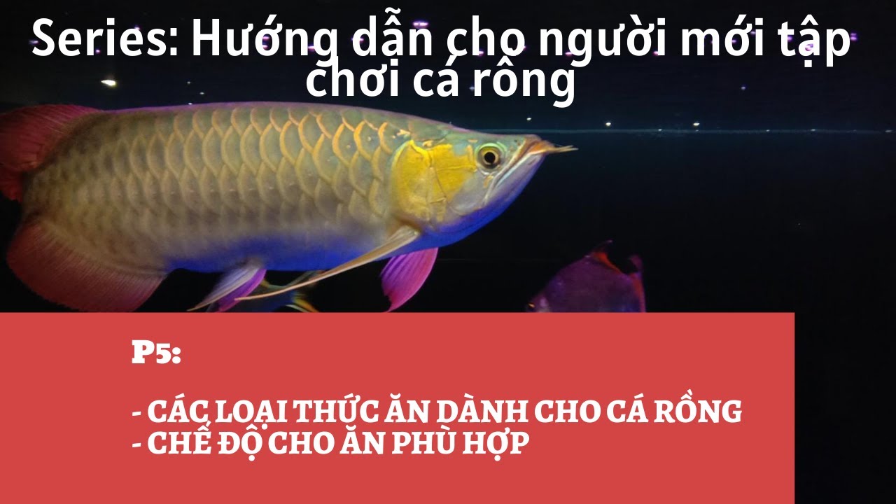 CÁCH NUÔI CÁ RỒNG CHO NGƯỜI MỚI CHƠI- P5:THỨC ĂN DÀNH CHO CÁ RỒNG VÀ CHẾ ĐỘ CHO ĂN DÀNH CHO CÁ RỒNG