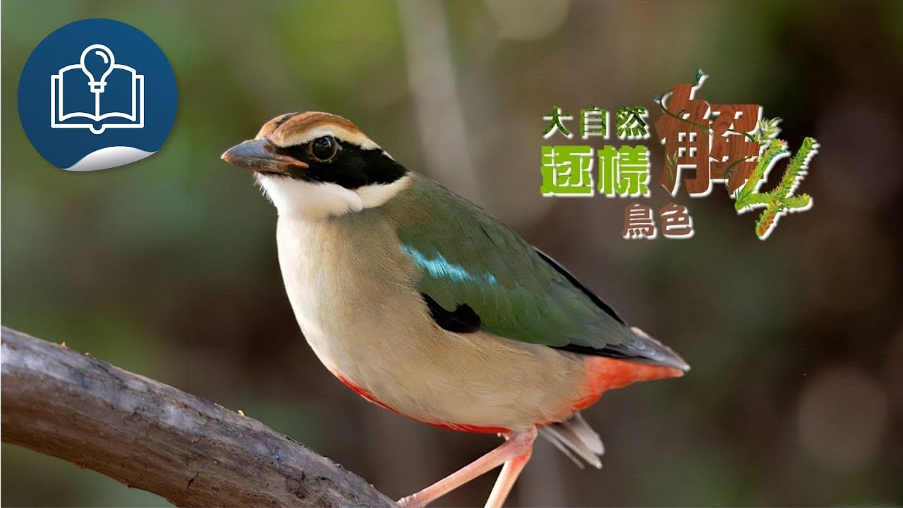 【大自然逐樣解4 - 大自然5分鐘】第3集《鳥色》