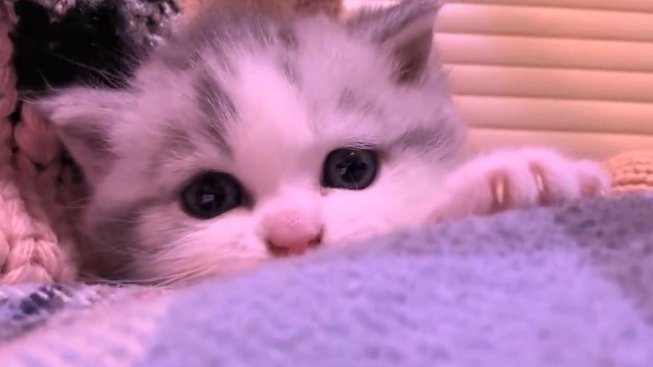 Kittens Are the Cutest in the World 😍🐾 | New Funny Cats That Will Melt Your Heart #kitten #cute