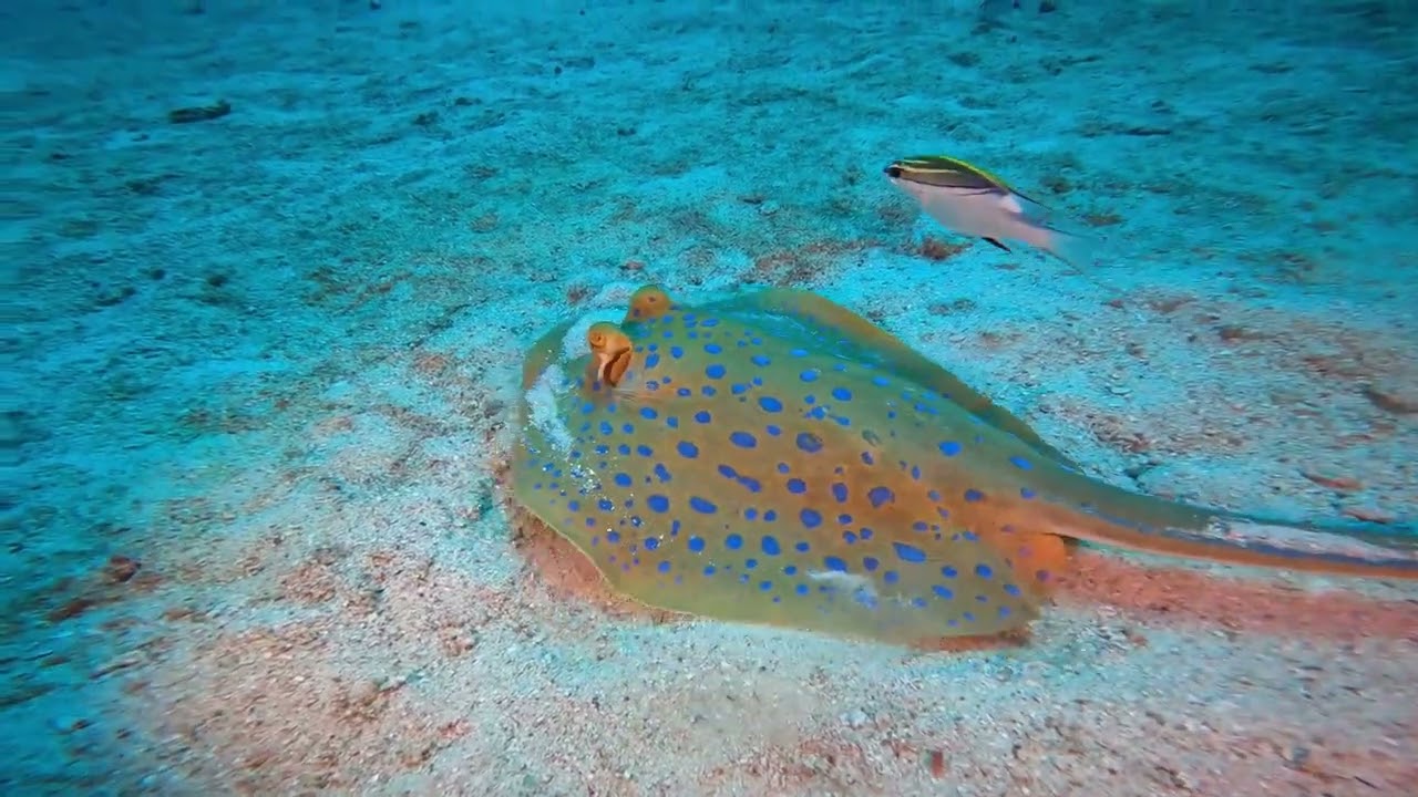 Diving Komodo 2023
