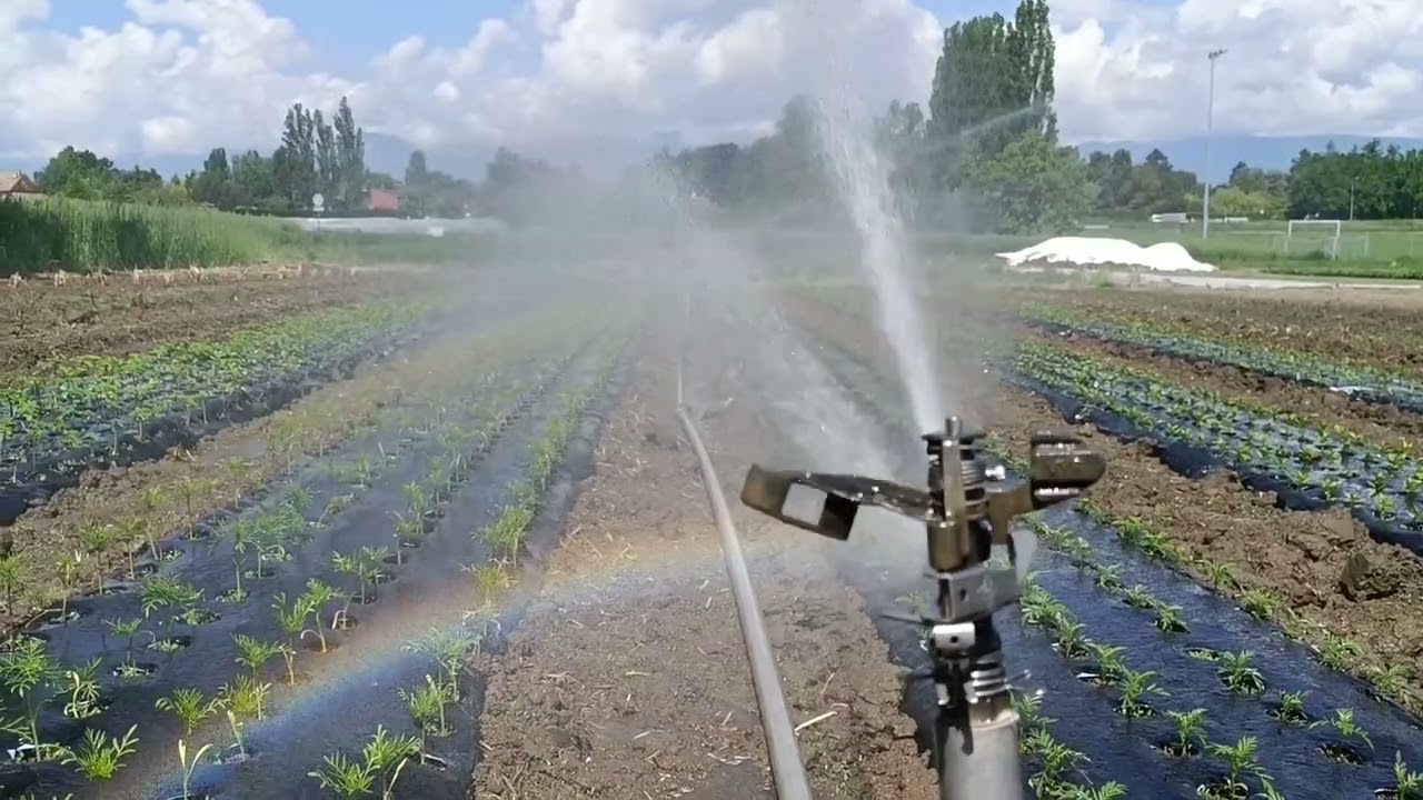 Dia de riego, empieza el calor...