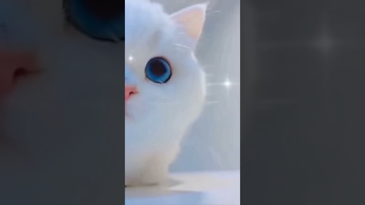 Un chat mignon et doux❤❤❤