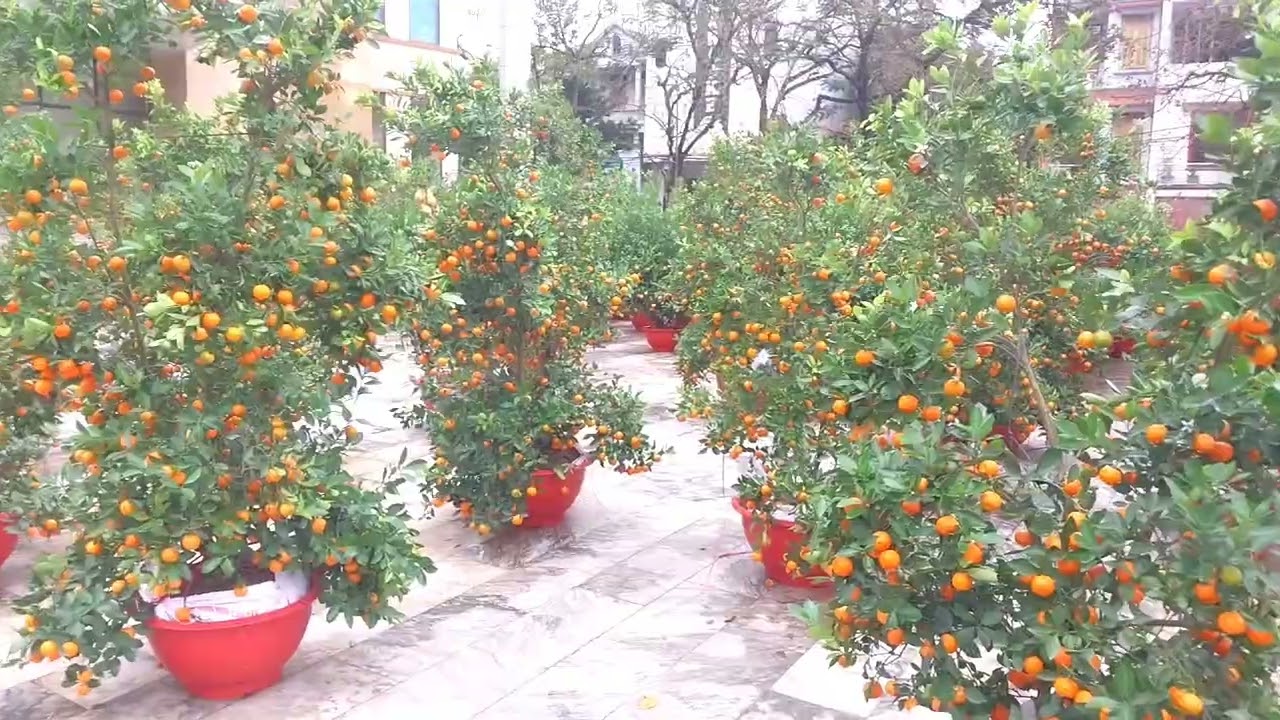 Lạc giữa chợ hoa tết lơi hội tụ của các loài hoa 