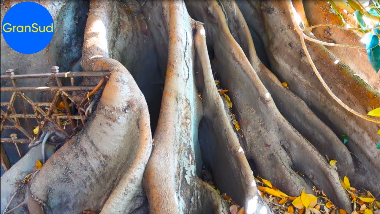 Italiens faszinierendster Baum: der Ficus von Bordighera / Ligurien