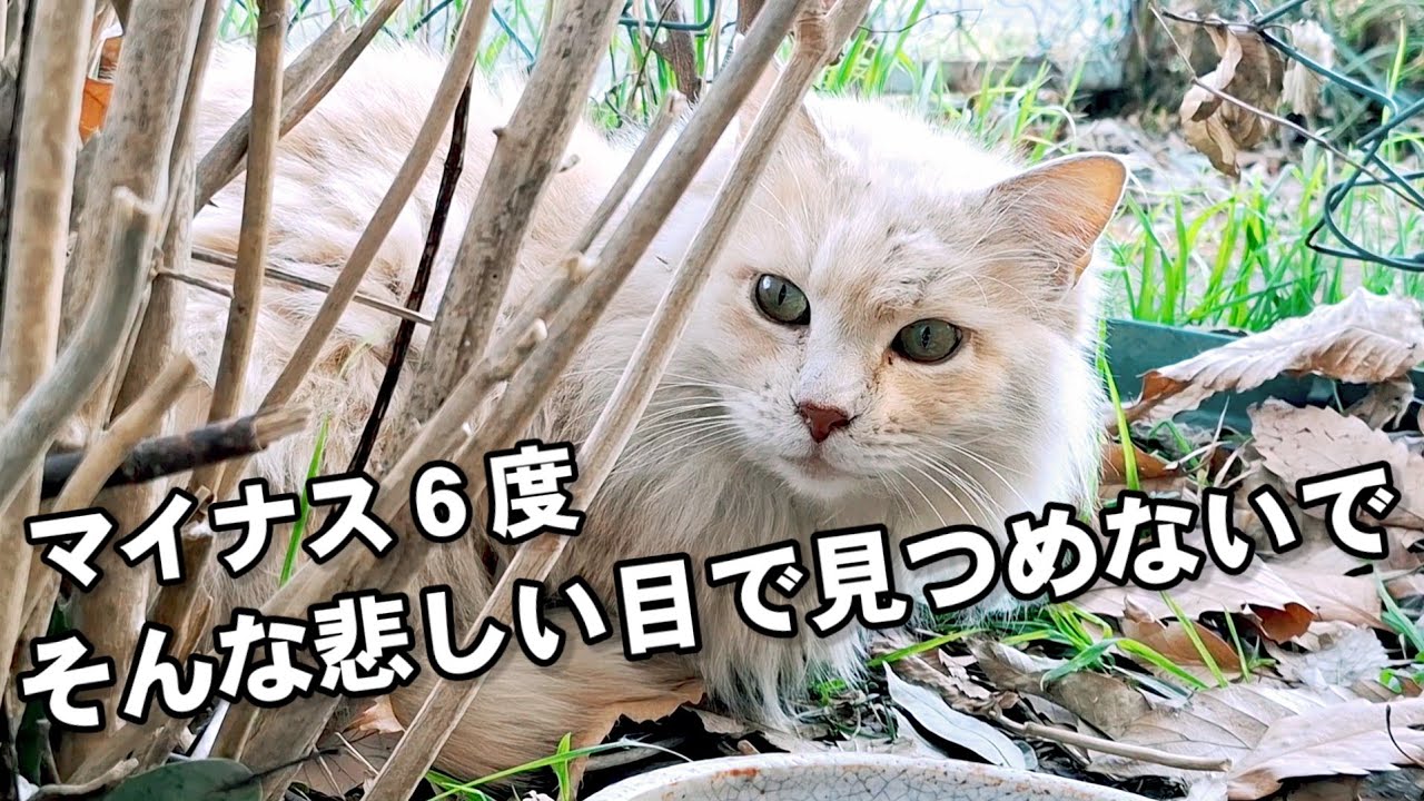 最強断熱ハウスに建て替えた: ねこの日向ぼっこがめちゃくちゃかわいい:  おじいさんに怒られおじいさんに救われた日: のらねこが本当に訴えたいこと