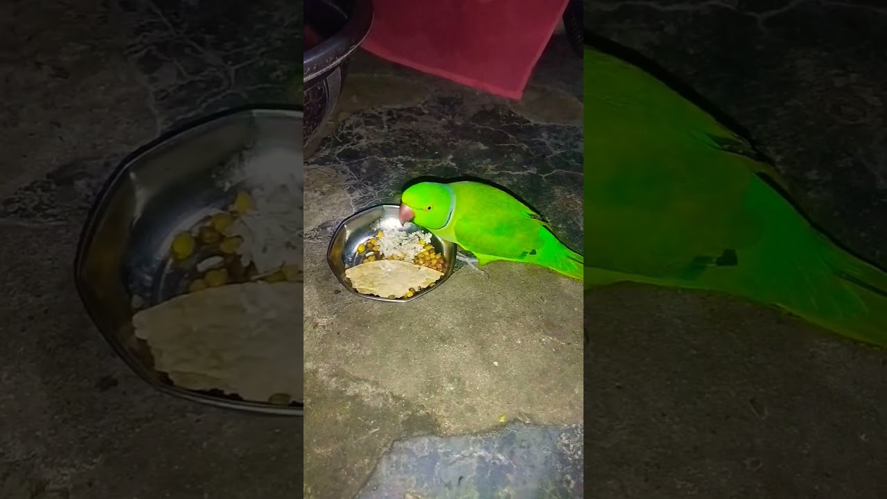 Bunty Bihari blog smart parrot Mitthu Mitthu katore katore viral parrot #short video #funny video