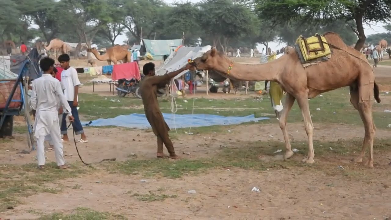 unruly camel of the fair मेले का बेकाबू ऊंट