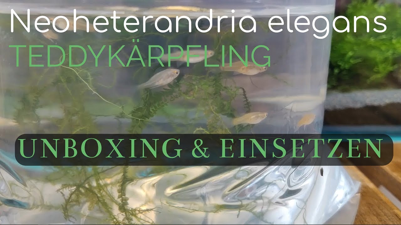 Neoheterandria elegans, Teddykärpfling für das Tischbecken! #unboxing #einsetzen #fische