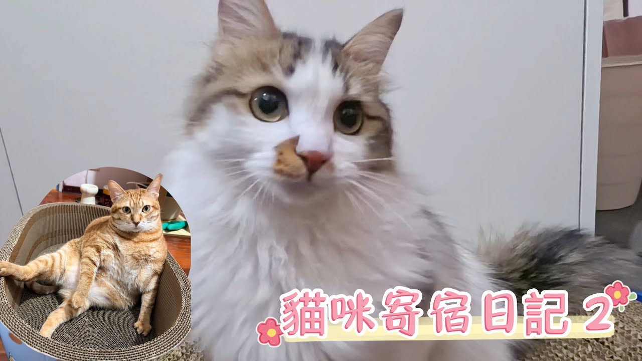 電力滿滿的萌萌小貓［貓咪寄宿日記 2］