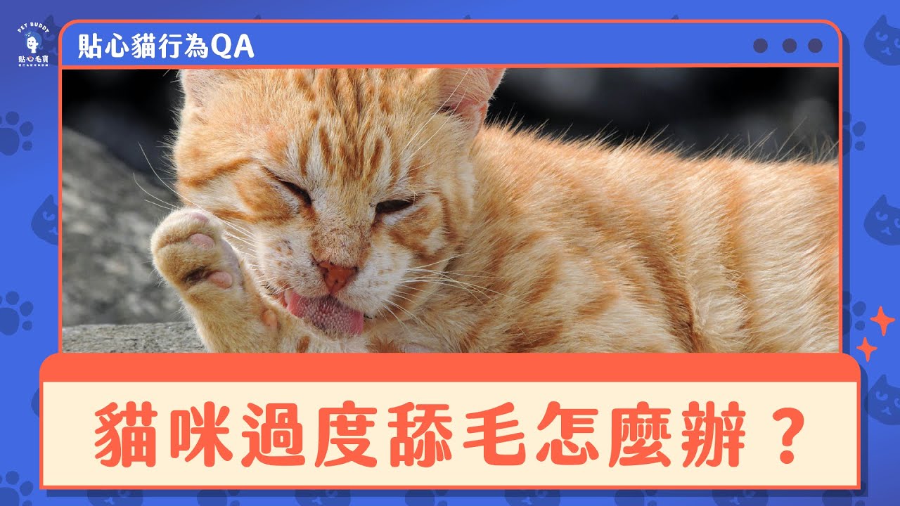 【貼心貓行為QA】貓咪過度舔毛怎麼辦