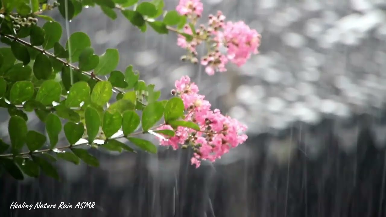 분홍꽃에 내리는 천둥번개 비소리8시간 - 불면증에 좋은비소리, 잠이 10분안에 오는 스르르 자장가 비소리