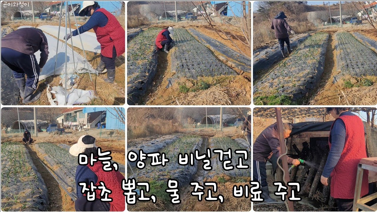 마늘, 양파 부직포 걷고, 잡초 뽑고, 물 주고, 비료 주고
