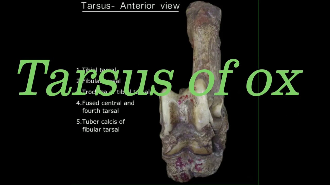 Tarsals of ox