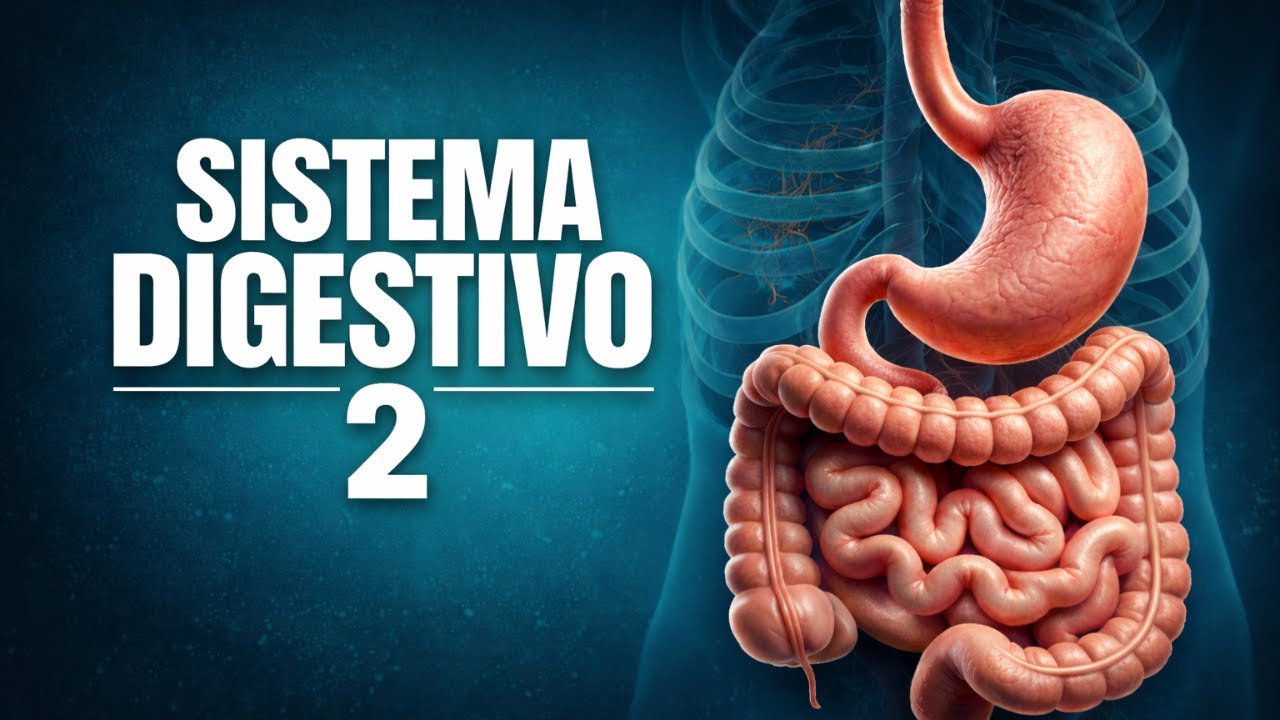 Sistema Digestivo II | Histología del Tubo Digestivo (Ross)