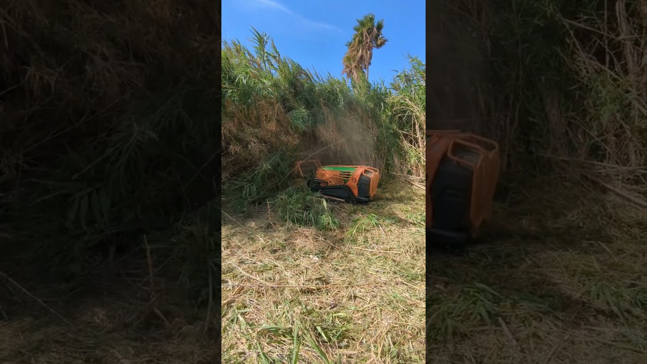 Mulching 22 ft tall wild reeds with the LV600 remote controlled tractor