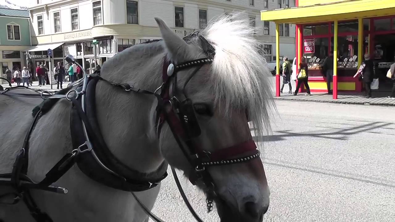 Carriage Horse Tourism Alaska Mohr Productions