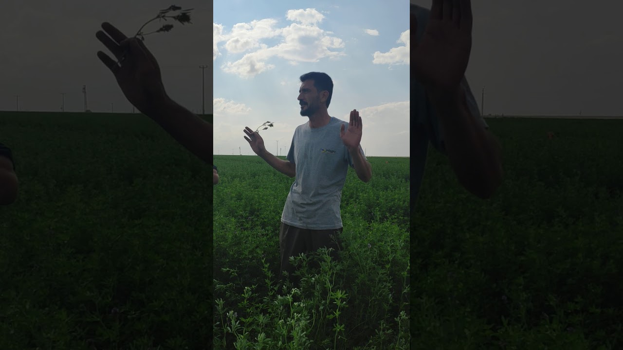 Rekor Verim Veren Yonca Tarlası - Aksaray