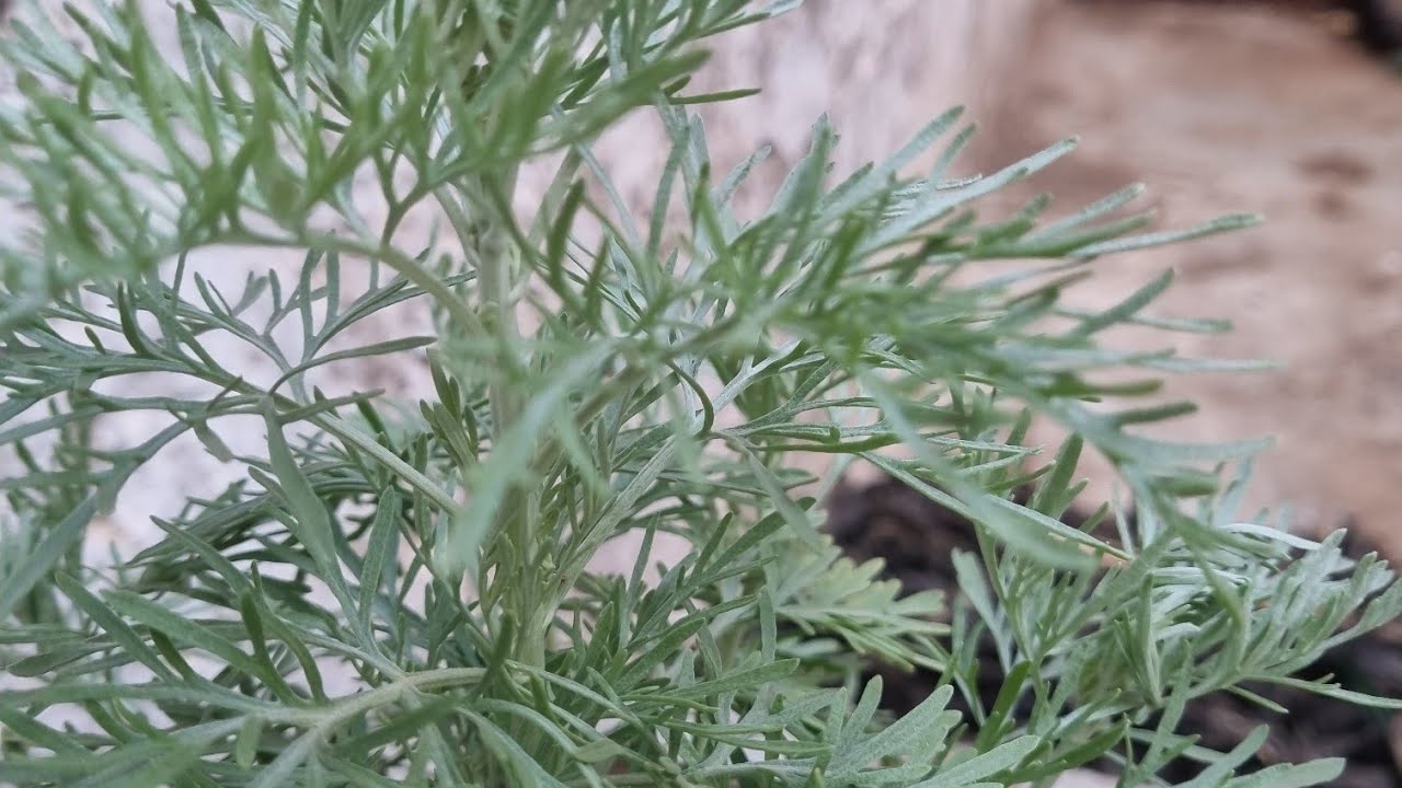 صباح الخير وتيسير 🤲🤲🤲