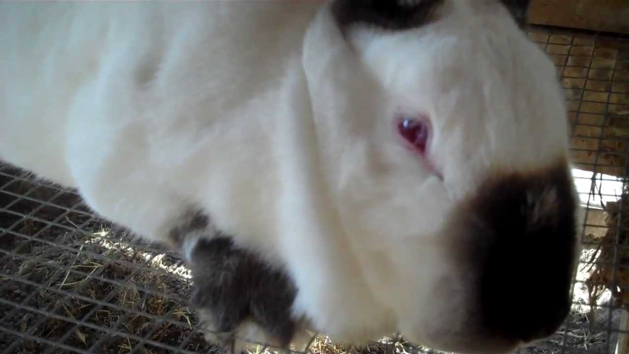 Meat Rabbit Update 5-24-13 Backyardurbanfarmer