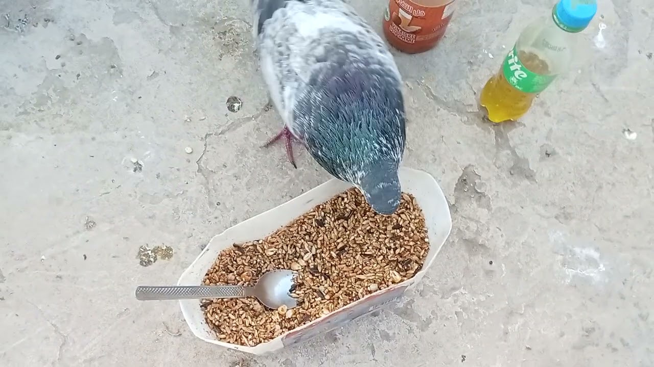 الوصفه سحرية جميع امراض جهاز الهضمي عند الحمام مجربه 100% فورجه ممتعه الإخوه اعزاء#pigeon سيفيانوس 