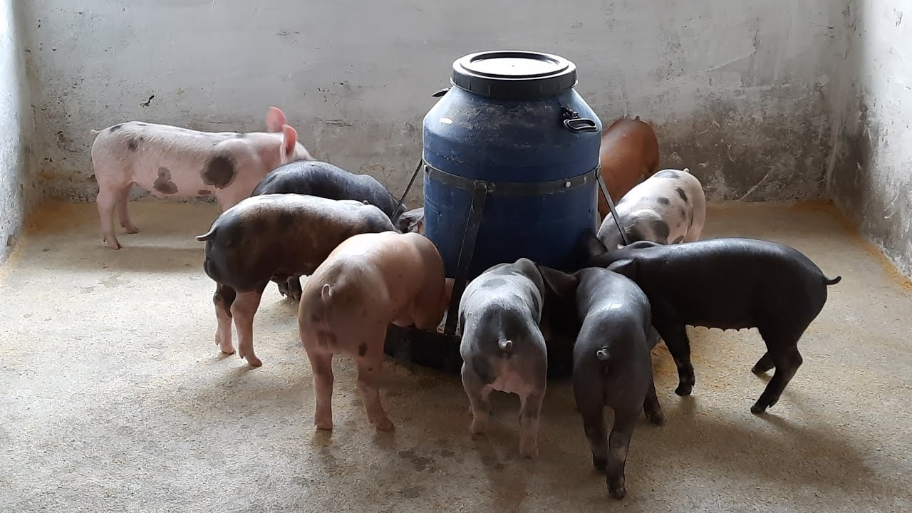 ECONOMIZAMOS PRODUZINDO O COMEDOURO DOS NOVOS  PORCOS