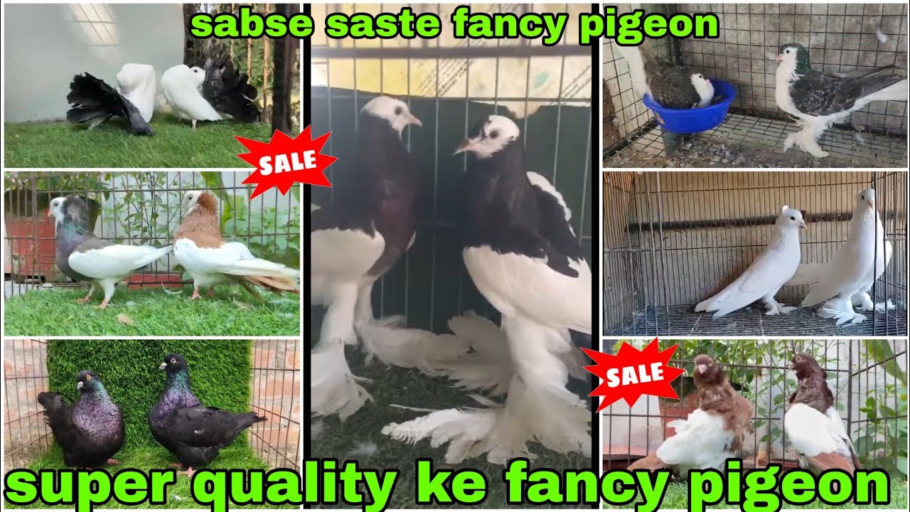 Lahori siraji 😍 American fantail, king 🕊️ Mukhi, Chinese owl, French mondin #pigeon #kabutar 