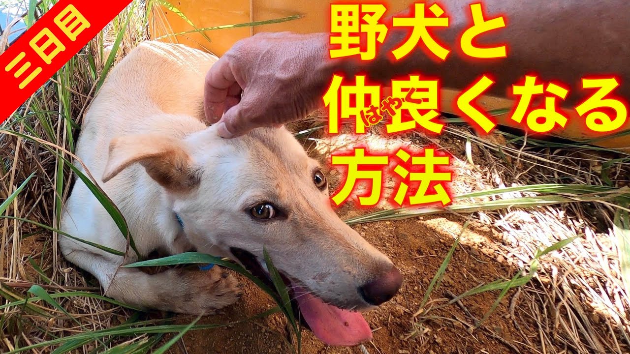 早く野犬と仲良くなる方法！ 貴太郎くん三日目