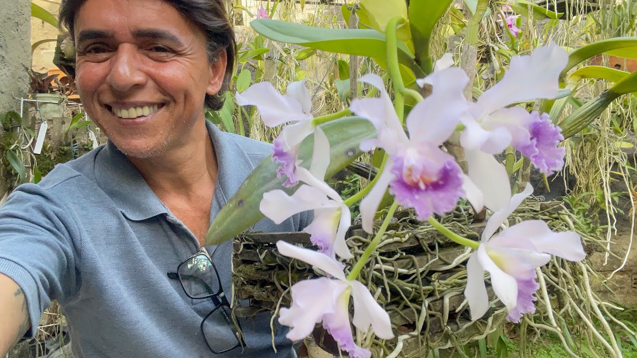 ORQUÍDEA DENPHAL ACEITA TODO TIPO DE CULTIVO 