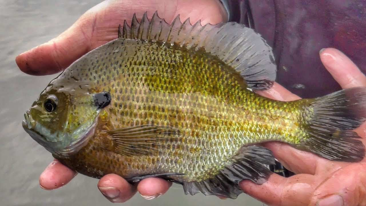 How to Find and Catch Summer Bluegill